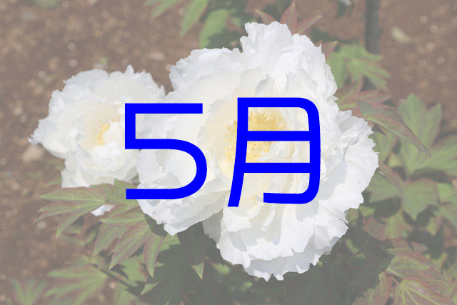 シダレモモ