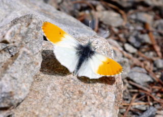 山と蝶と自然、蝶図鑑、クモマツマキチョウ、チョウのページ